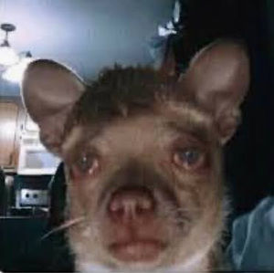 Meet your Posher, Anahi